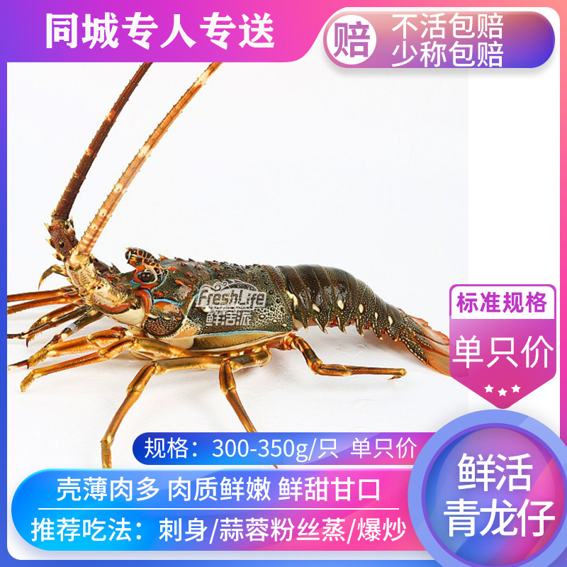 成都店 鲜活青龙仔1只/份约6-7两 花龙仔青龙虾同城海鲜水产鲜活