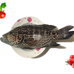 成都店同城闪送 鲜活瓜子斑鱼 1条/份约1-1.8斤 规格可选 包公鱼