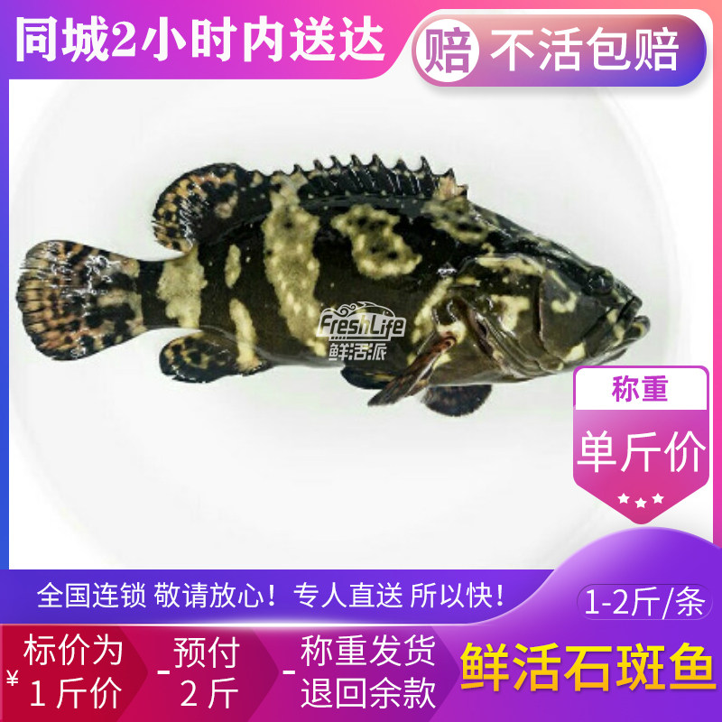 贵阳店 鲜活老虎斑约1.3斤/条1斤价拍2斤称重 石斑鱼龙胆海鱼活鱼
