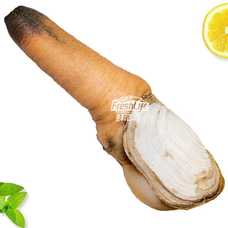 成都店同城闪送 鲜活象拔蚌(干蚌)1只/份约2.5-3.5斤规格可选
