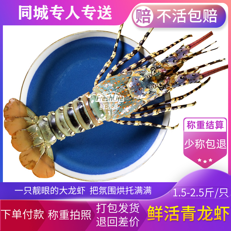 成都店 鲜活大青龙虾约1.5-2.5斤/只 大花龙青龙大龙澳龙虾称重算