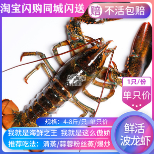 成都店同城闪送 鲜活波龙虾1只/份4-8斤可选 大波龙充氧包活