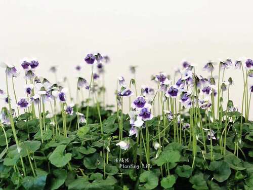 viola常春藤熊猫花园小清新堇菜