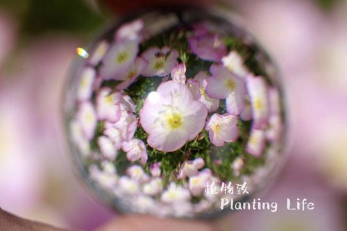 粉花月见草美丽月见草
