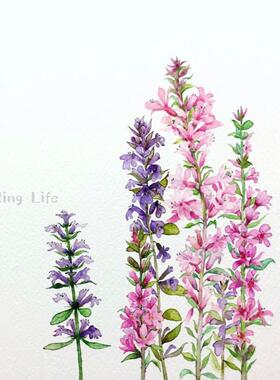 【植物致】彩叶筋骨草Ajuga 合集 花园彩色地被植物 耐寒耐热耐阴