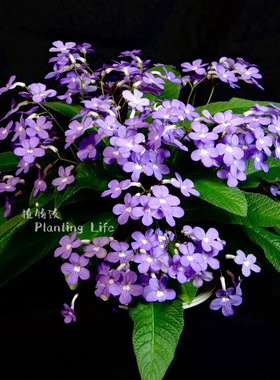 【植物致】堇兰‘陨星’ Streptocarpus 'Falling Star' 经典丰花