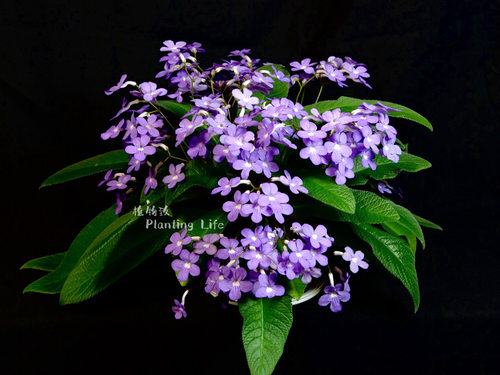 【植物致】堇兰‘陨星’ Streptocarpus 'Falling Star' 经典丰花