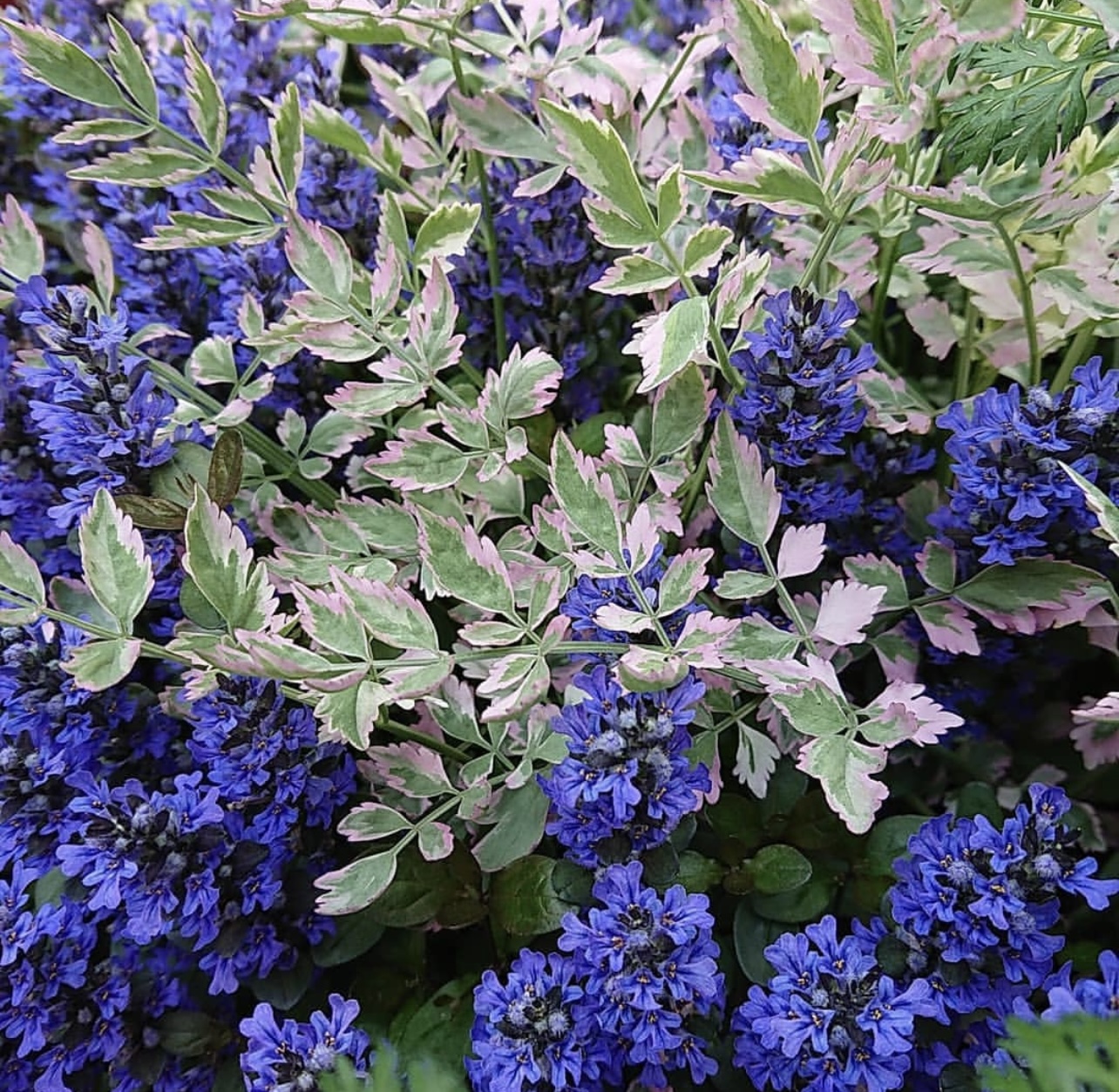 花叶水芹多年生植物花园阳台