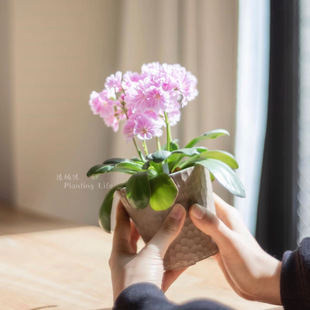 【植物致】露薇花 Lewisia 琉苇草 岩石花园素材 带花发货