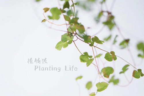 【植物致】日本千叶兰黑桃寄