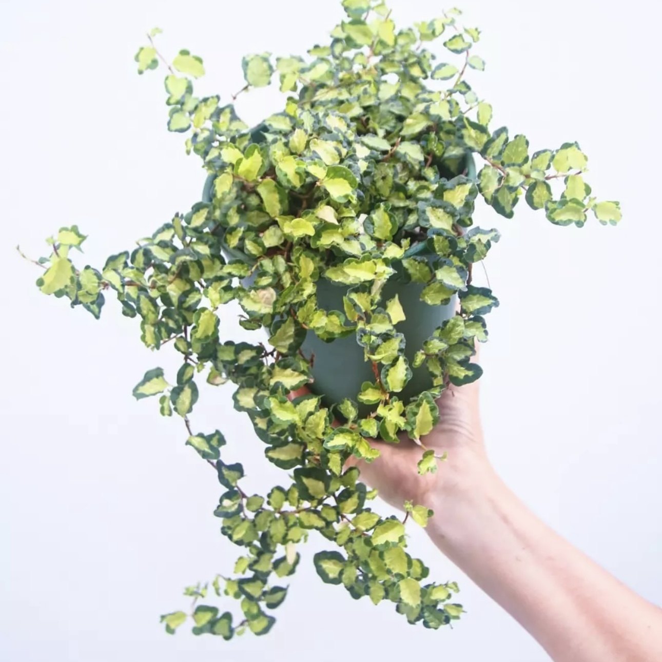 【植物致】花叶金心薜荔『月夜の光』 Ficus pumila 稀有观叶植物