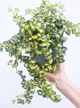 【植物致】花叶金心薜荔『月夜の光』 Ficus pumila 稀有观叶植物