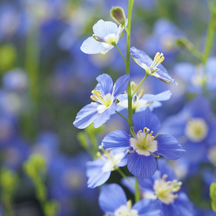 【植物致】艳丽喜光芥 日冠花耐旱耐贫瘠易爆花花园植物 组盆素材