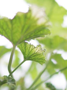 【植物致】苹果洋葵 Apple Scented Geranium 芳香植物 甜蜜果香