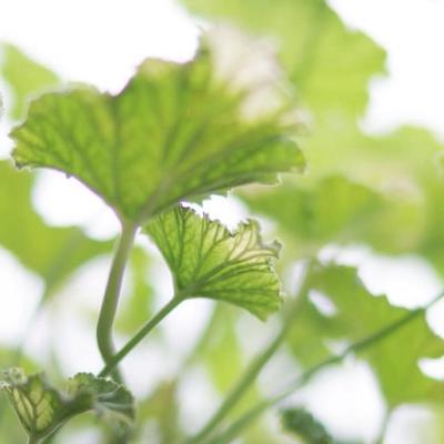 金叶茅莓阳光飞溅盆栽苗