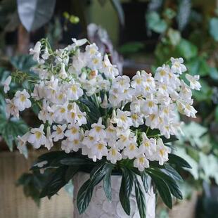 皮草 报春苣苔 室内爆花小能手耐阴好养易爆花多色可选 植物致