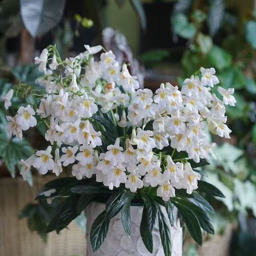 【植物致】报春苣苔 皮草 室内爆花小能手耐阴好养易爆花多色可选