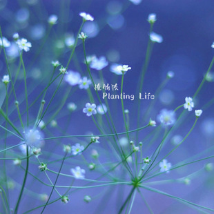 【植物致】日本点地梅‘星尘’ANDROSACE 'STARDUST ' 花园繁星