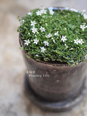 【植物致】新西兰半边莲’蓝星‘Blue star creeper 地被开花素材