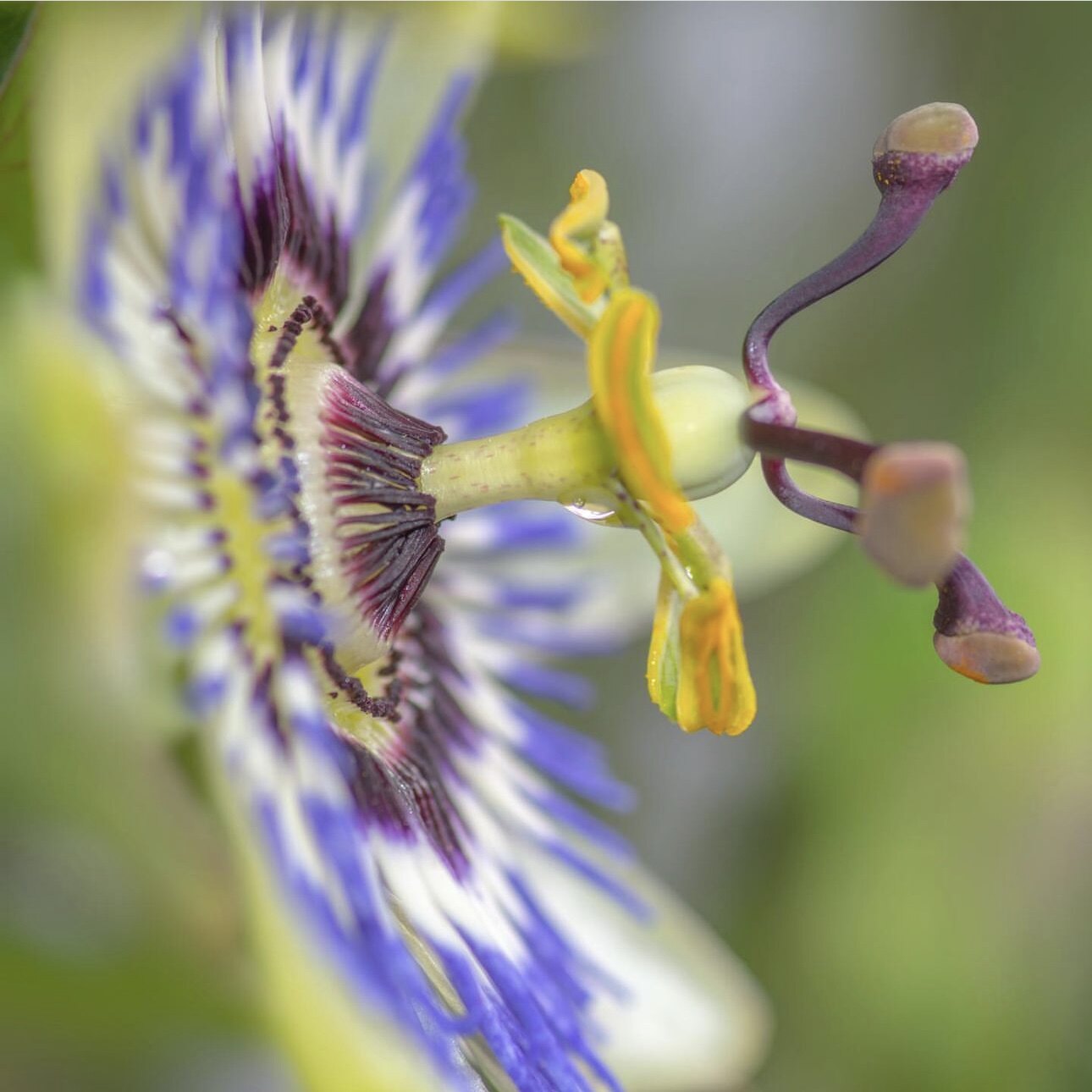 【植物致】蓝冠西番莲 bluecrown passionflower 耐热耐晒丰花