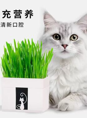 懒人猫草种植袋猫咪绿植小麦苗化毛球猫咪零食成猫幼猫猫草
