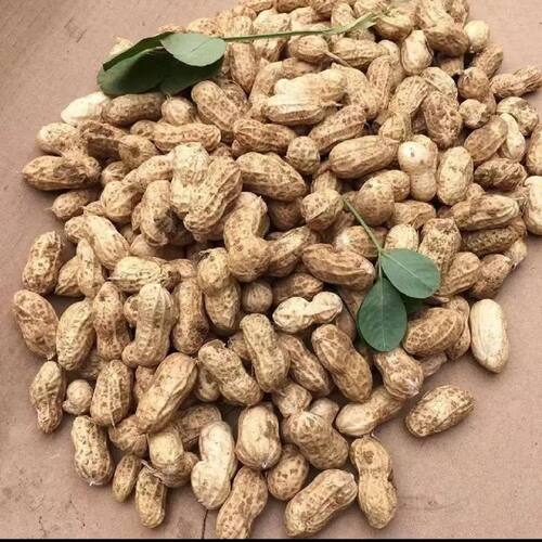 2026年新鲜花生带壳鲜湿花生农家自种现挖现卖新鲜生花生壳带花生