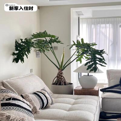造型龙鳞春羽好养易活