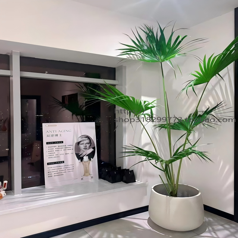 大型绿植蒲葵除甲醛易活养死包赔
