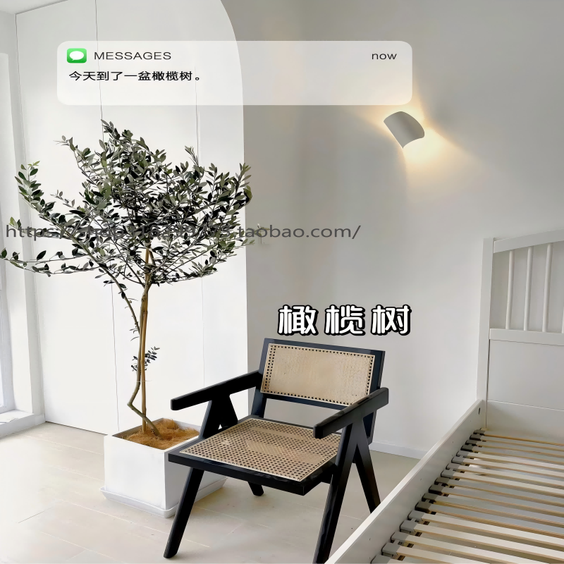 大型绿植橄榄树网红盆栽北欧室内客厅阳台除甲醛净化空气好养易活