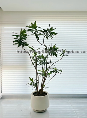 好养百合竹绿植净化空气好养易活