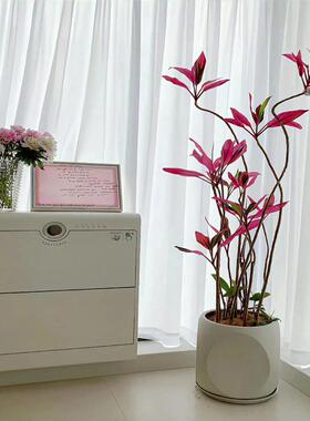 红叶朱蕉盆栽大型室内客厅绿植红叶铁阳台办公室观叶植物旺宅盆景