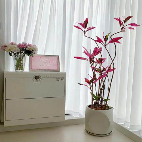 红叶朱焦室内盆栽好养活养死包赔