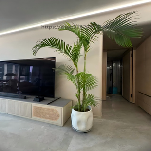 老樁散尾葵盆栽室內植物客廳好養大型綠植鳳尾竹室外熱帶風椰子樹