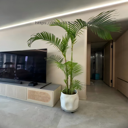 老桩散尾葵盆栽室内植物客厅好养大型绿植凤尾竹室外热带风椰子树