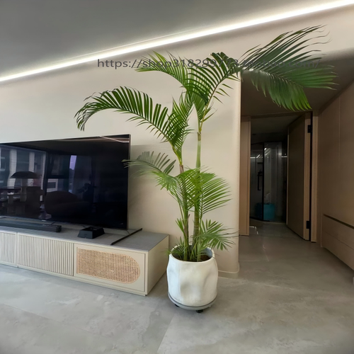 特级网红老桩散尾葵好活养死包赔