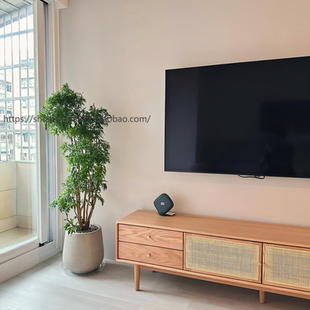 羽叶福禄桐老桩盆栽大型室内客厅绿植好养植物办公室开业乔迁盆景