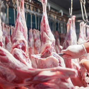 【小眼甄选】10斤半只羊 腿+排+脖+羊蝎子塔河自然保护区双有机