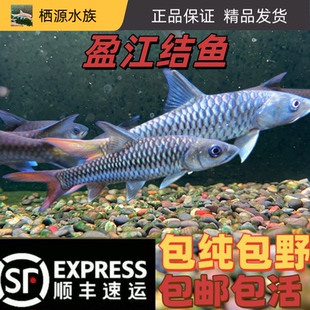 盈江结鱼新光纯黄室金吉罗鱼观赏鱼蓝吉罗鱼盈江新光纯鱼