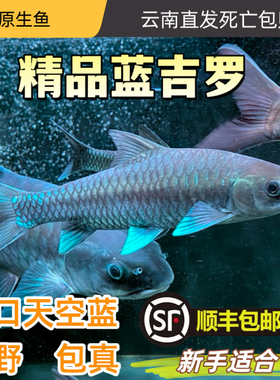 保山蓝吉罗异口蓝吉罗保山新光唇活体大鳞结鱼原生冷水观赏溪流鱼