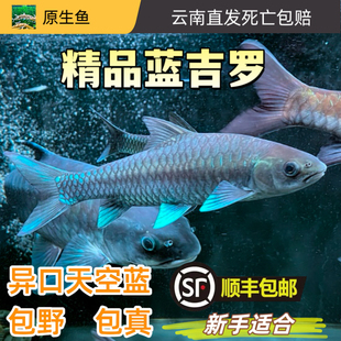 保山蓝吉罗异口蓝吉罗保山新光唇活体大鳞结鱼原生冷水观赏溪流鱼