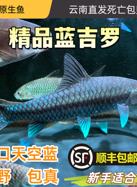 异口蓝吉罗保山蓝吉罗原生鱼溪流原生异口新光唇原生鱼活体观赏鱼