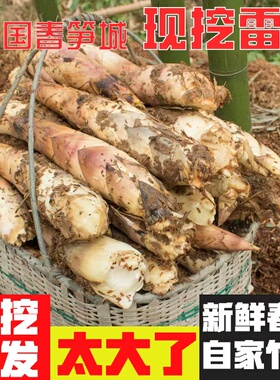 临安天目山 雷笋新鲜现挖春笋高山野笋尖油焖笋农家蔬菜竹笋5斤