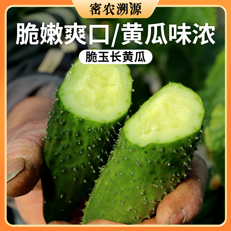 密农人家 密云新鲜黄瓜500g 带刺长黄瓜 清脆爽口 生吃水果黄瓜