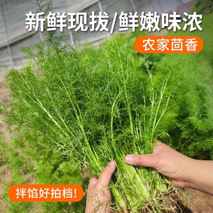 香嫩叶小茴香 密农人家 饺子馅 小茴香 味道香浓350g 新鲜茴香