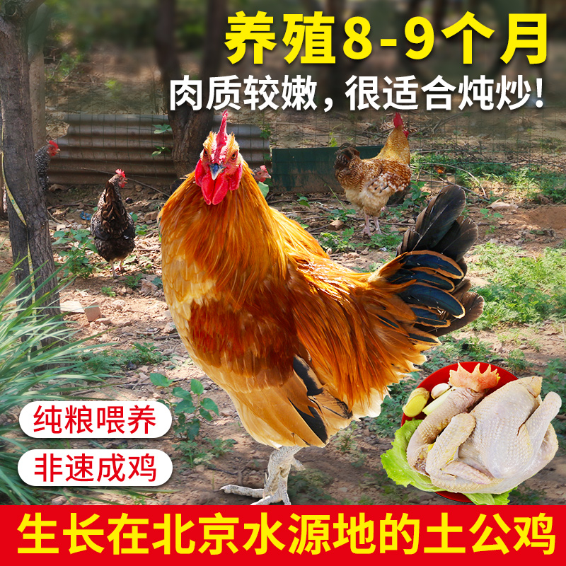 农家大公鸡肉质鲜嫩整鸡