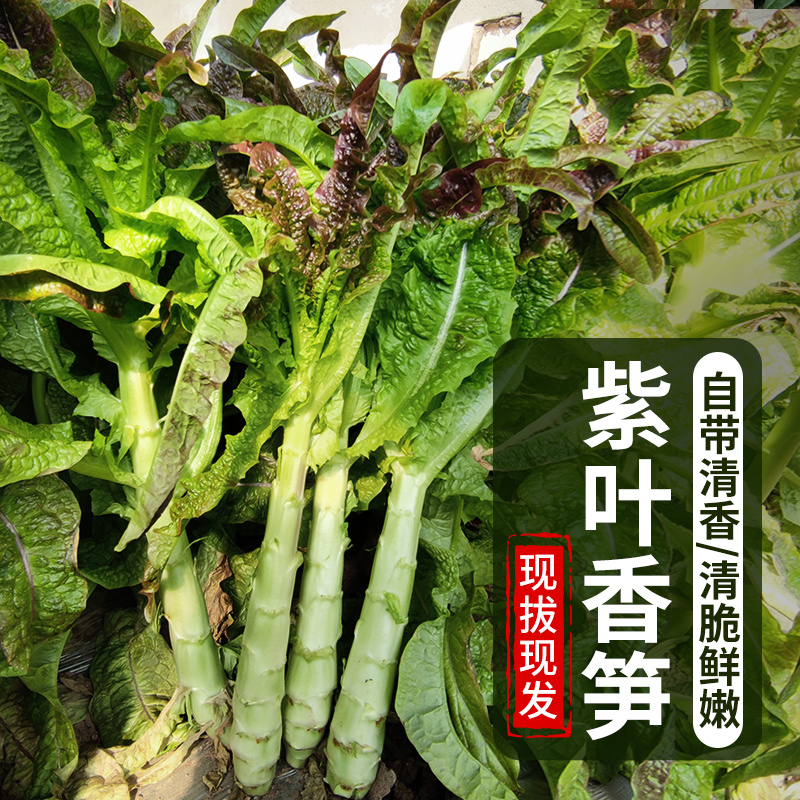 新鲜紫叶香笋清脆可口
