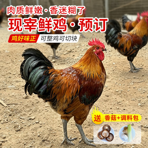新鲜现宰大公鸡 9月11日发 肉质鲜嫩新鲜粮食鸡 散养柴鸡土鸡