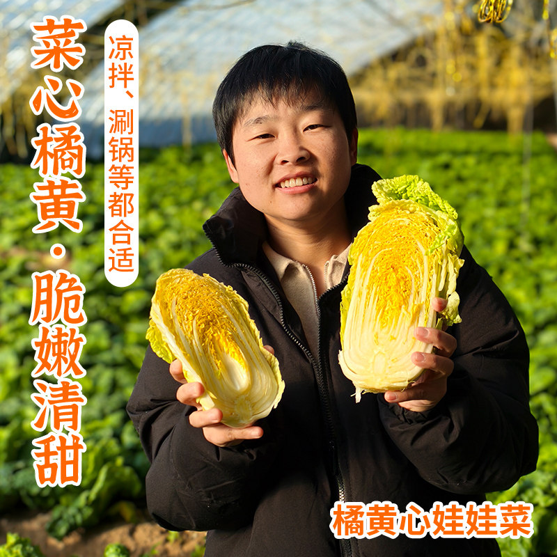 密农人家 橘黄心娃娃菜农家青菜 新鲜蔬菜 菜心橘黄 脆嫩清甜,水产肉类/新鲜蔬果/熟食,叶菜类,淘宝优惠券,粉丝福利购,淘宝优惠卷