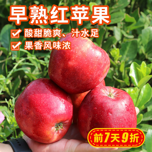 安心优选 新下树红苹果2斤 酸甜脆爽 风味浓鲁丽苹果 时令水果