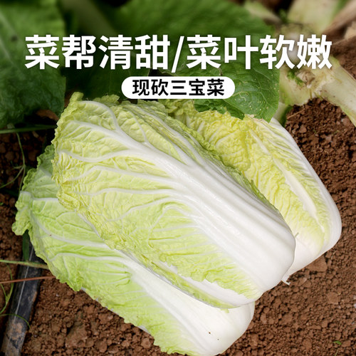 新鲜现砍，脆嫩可口